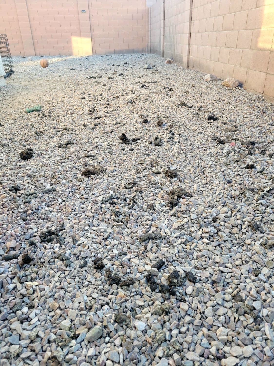 Before: gravel backyard covered in dog waste